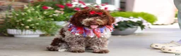 Lagotto Romagnolo dogs for sale: Layla - Ad 2