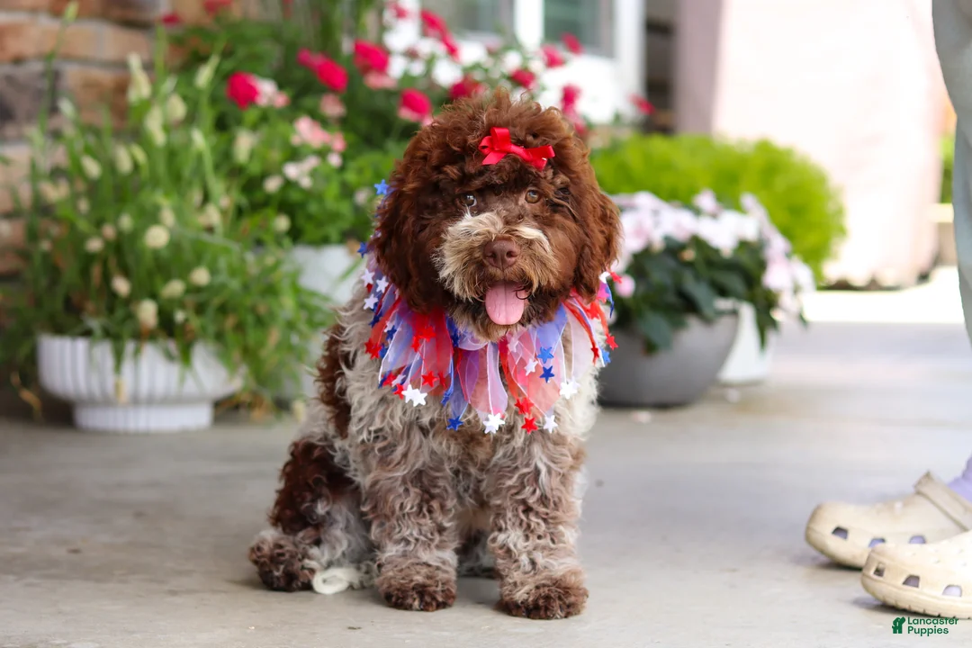 Lagotto Romagnolo dogs for sale: Layla - Ad 2