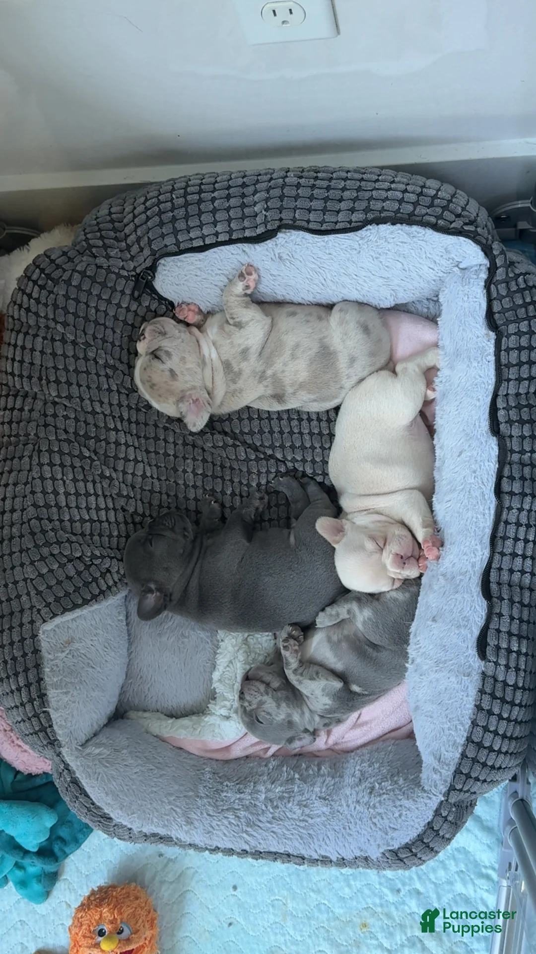 French Bulldog dogs for sale: French Bulldog 3 - Ad 2