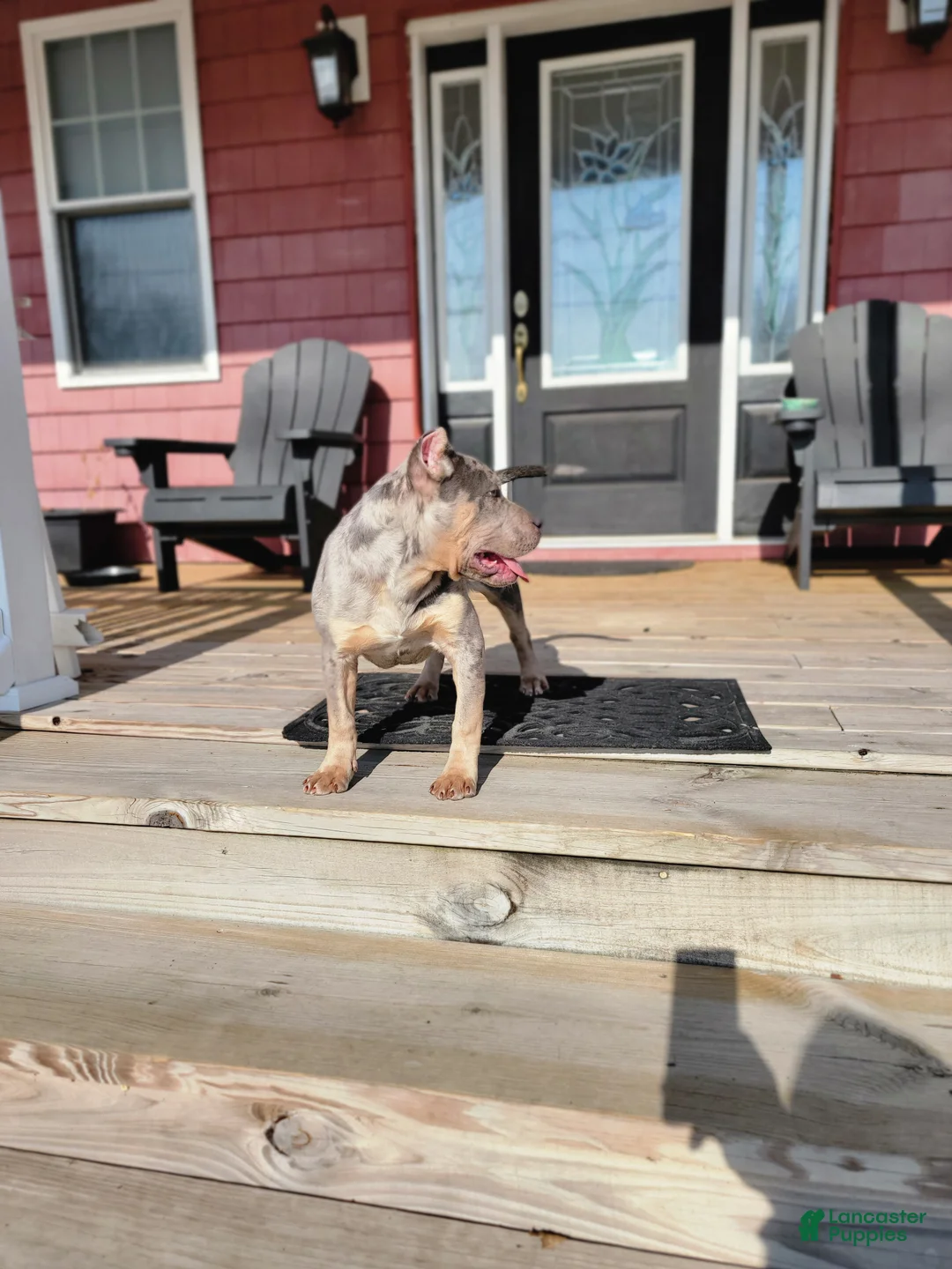 American Bully dogs for sale: Amiri - Ad 8