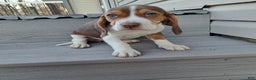 Beagle dogs for sale: HONEY - Ad 5