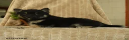 Pomsky dogs for sale: Bubbles - Ad 5