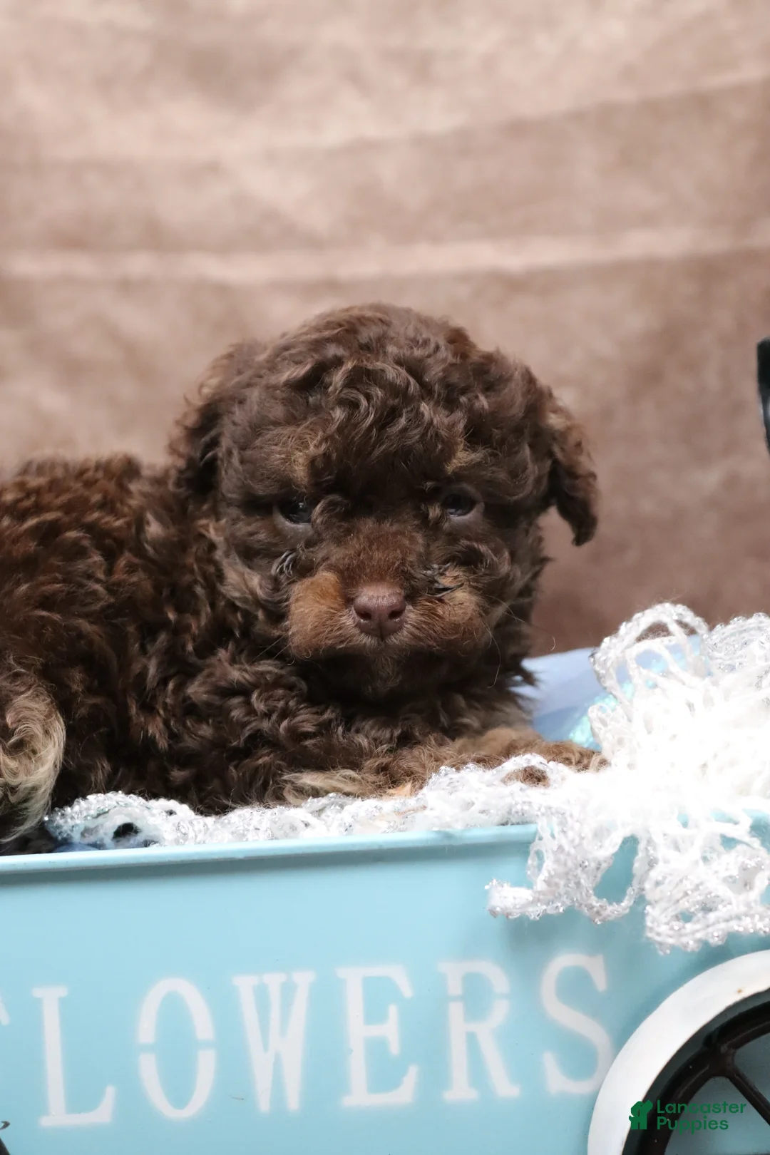 Cavapoo dogs for sale: Doughnut - Ad 2