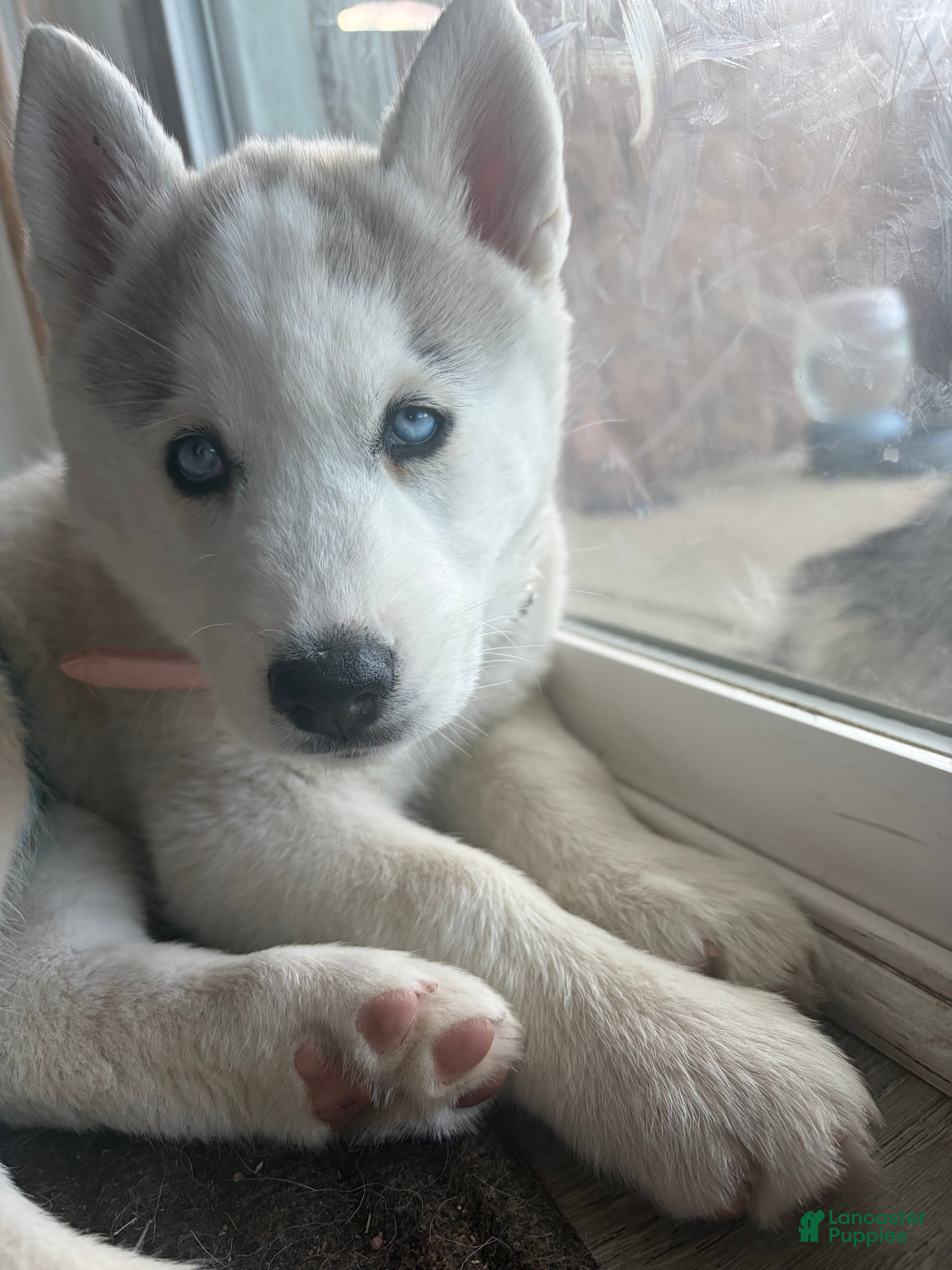 Siberian Husky dogs  Valkiera - Ad 2