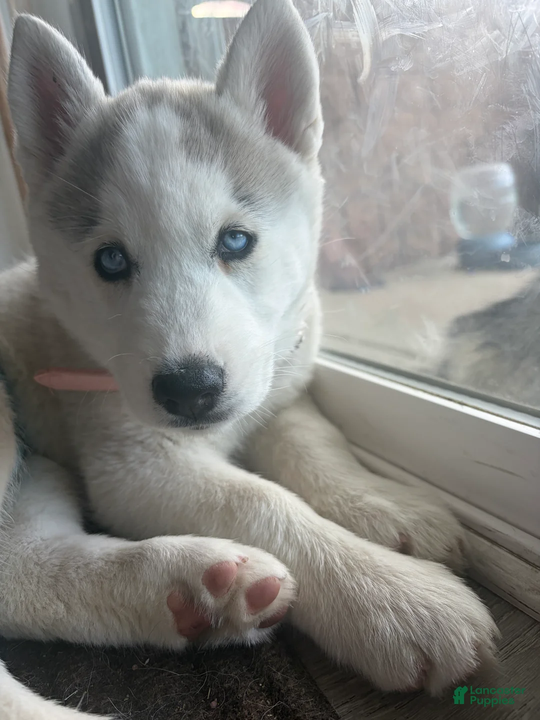 Siberian Husky dogs for sale:  Valkiera - Ad 2