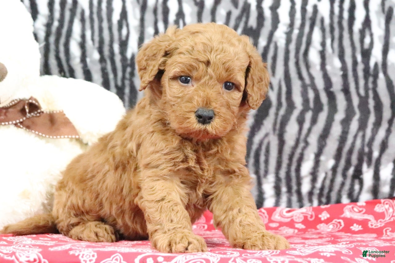 Mini Goldendoodle dogs Bandit - Ad 1