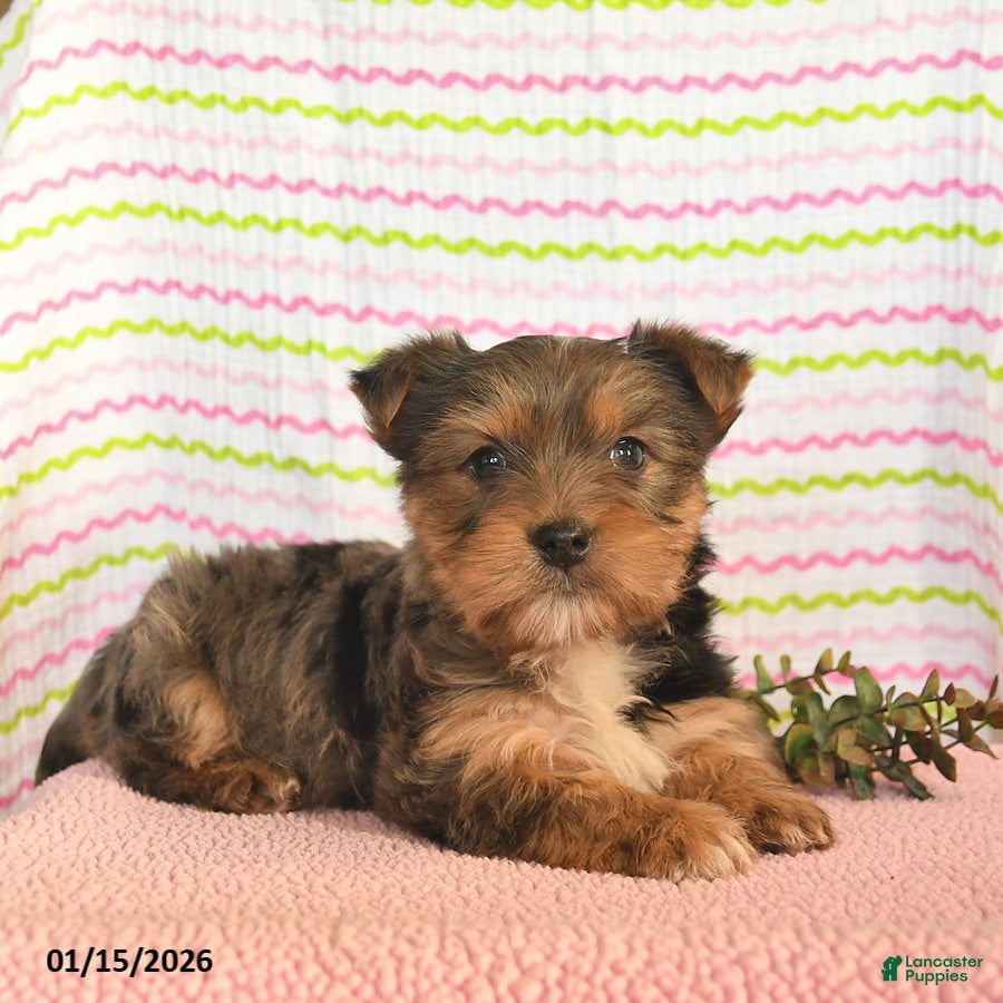 Yorkshire Terrier dogs for sale: Charlie  - Ad 1