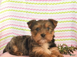 Yorkshire Terrier dogs for sale: Charlie - Ad 1