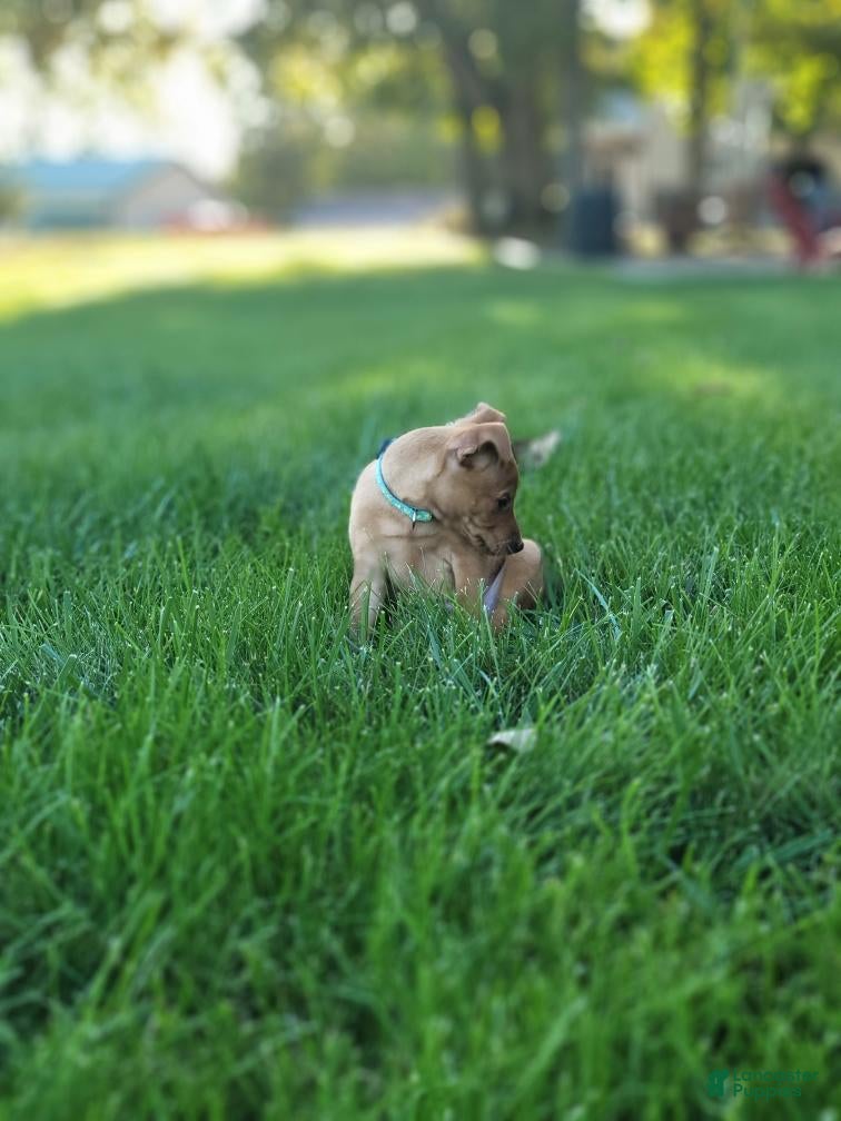 Miniature Pinscher dogs Miniature Pinscher 1 - Ad 2