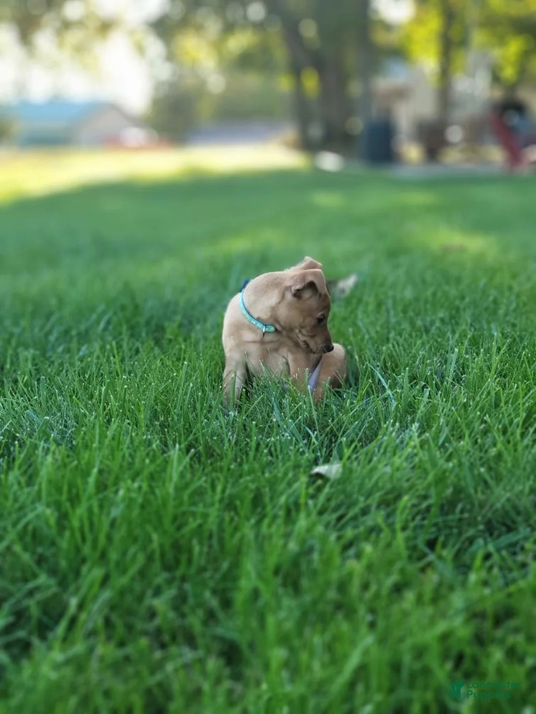 Miniature Pinscher dogs for sale: Miniature Pinscher 1 - Ad 2