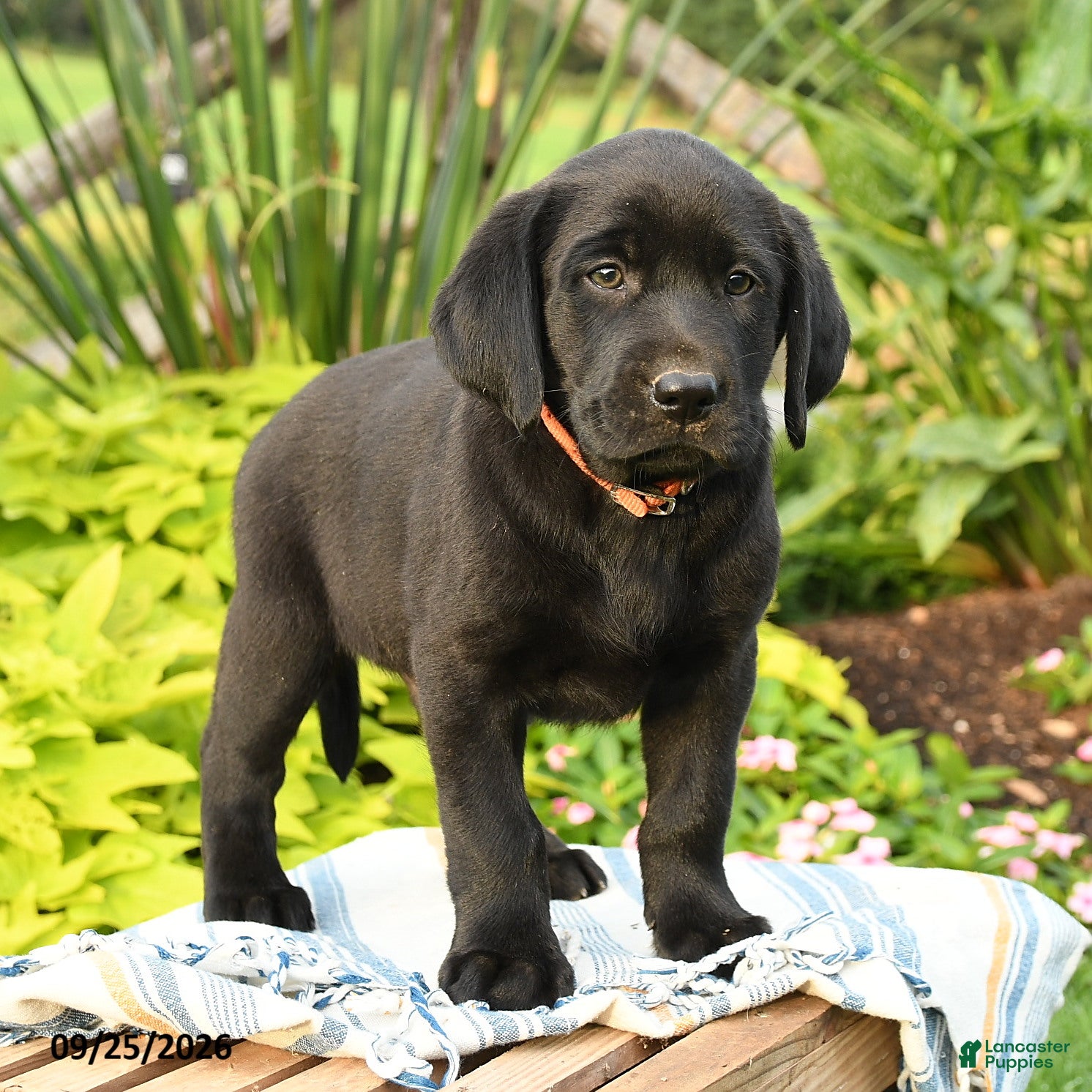 Labrador Retriever dogs Leo - Ad 1