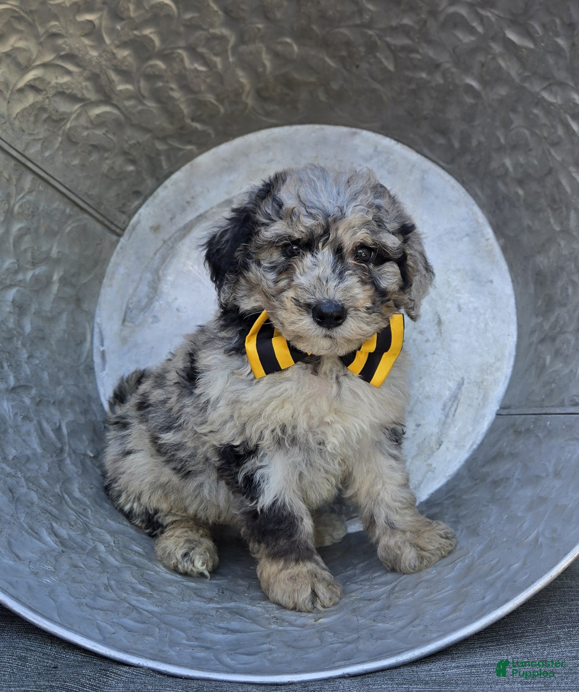 Mini Sheepadoodle dogs Tommy - Ad 2