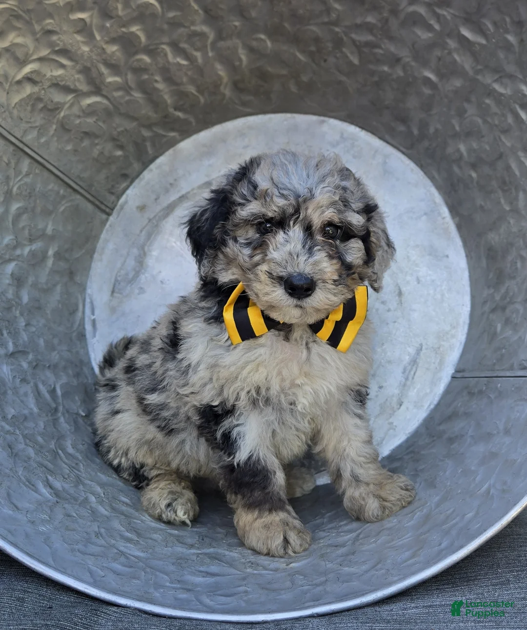 Mini Sheepadoodle dogs for sale: Tommy - Ad 2