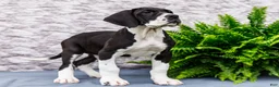 Great Dane dogs for sale: Kim - Ad 3