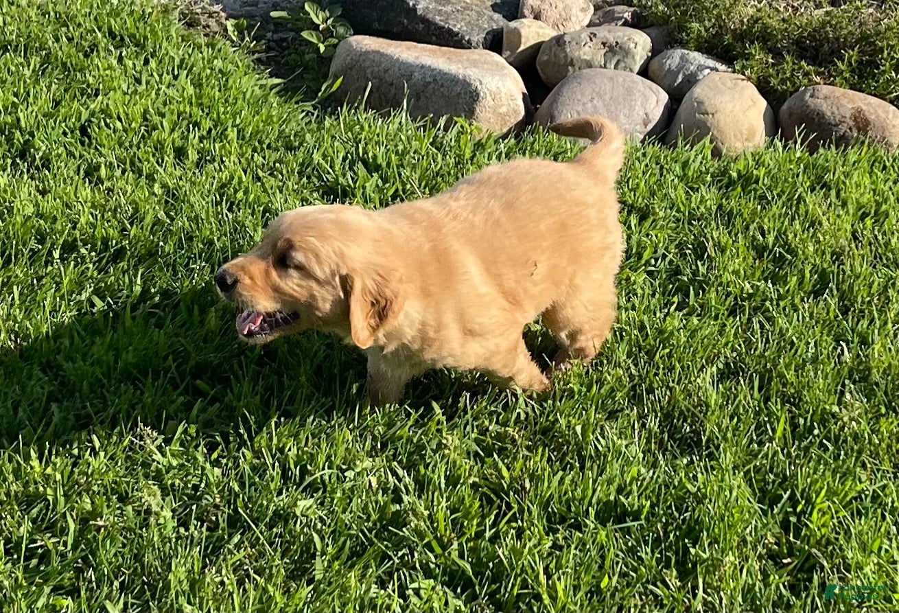 Golden Retriever dogs Golden Retriever 2 - Ad 2