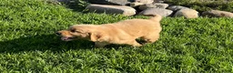 Golden Retriever dogs for sale: Golden Retriever 2 - Ad 2