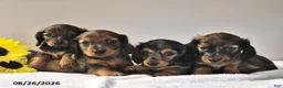 Miniature Dachshund dogs for sale: Captain - Ad 3