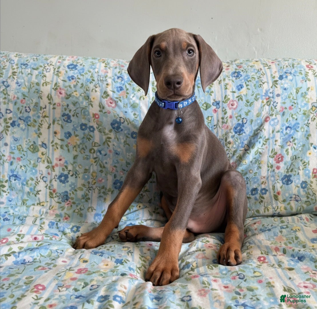 Doberman Pinscher dogs Cupid health tested parents - Ad 2