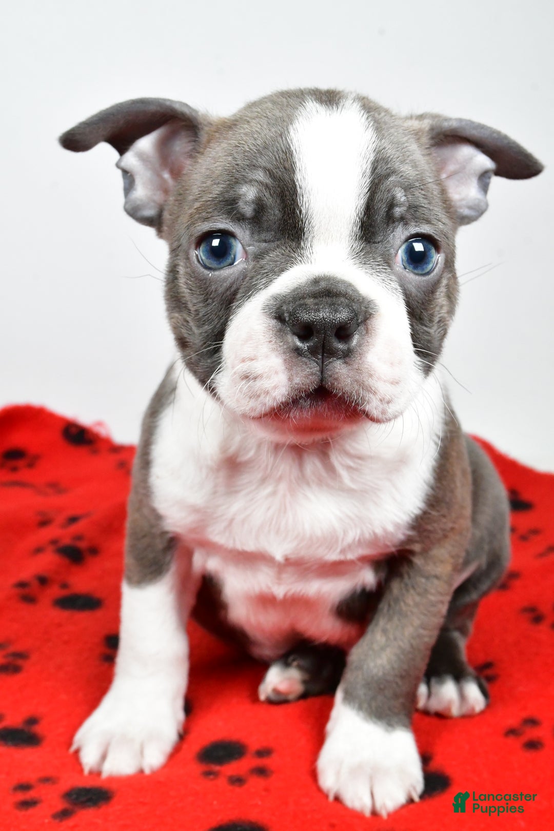 Boston Terrier dogs for sale: Rex - Ad 3