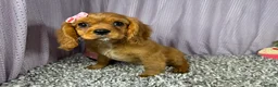 Cavalier King Charles Spaniel dogs for sale: Cavalier King Charles Spaniel 3 - Ad 5