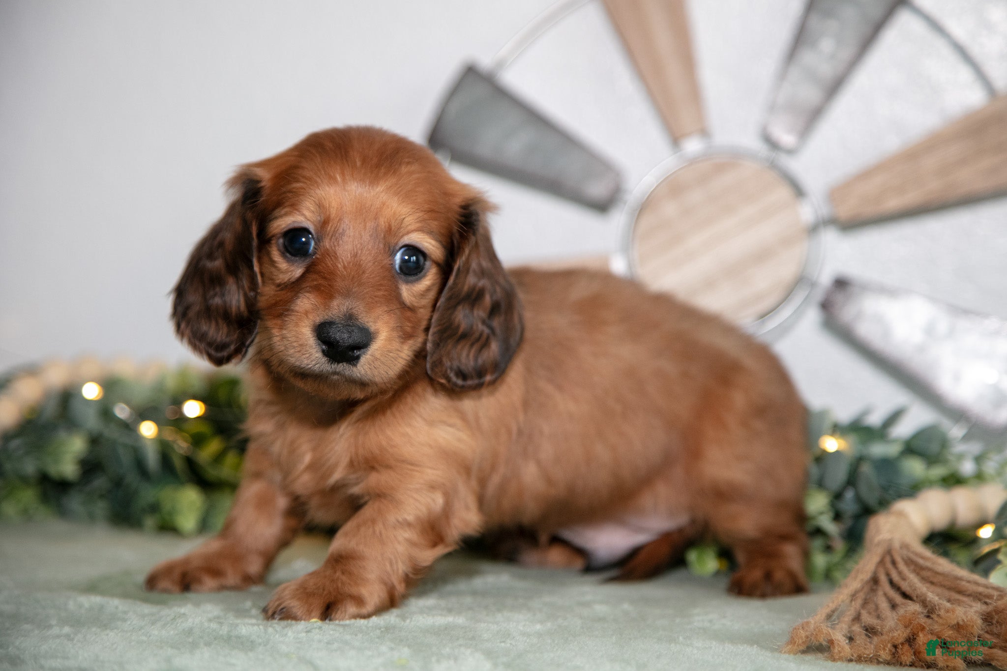 Miniature Dachshund dogs Hercules - Ad 1
