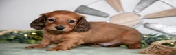 Miniature Dachshund dogs for sale: Hercules - Ad 1