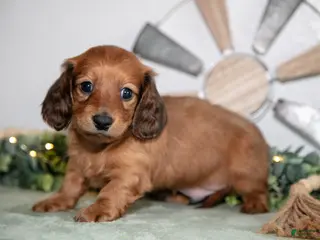 Miniature Dachshund dogs for sale: Hercules - Ad 4