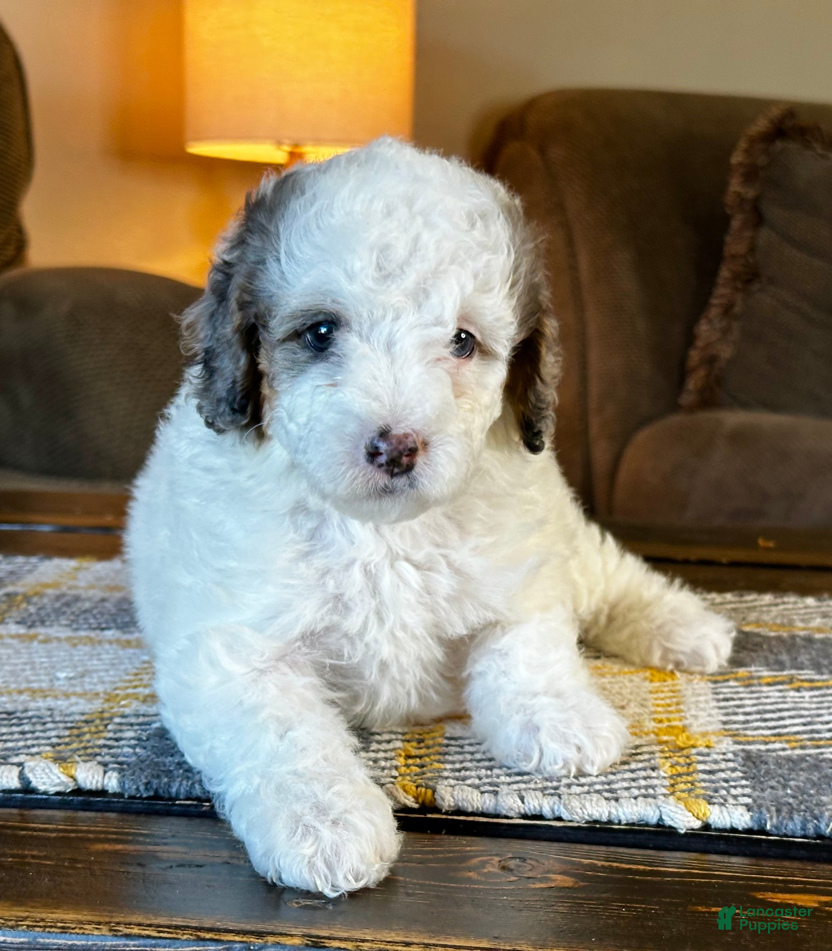 Mixed Breed dogs for sale: Parti Phantom Merle Micro Bernedoodle - Ad 2