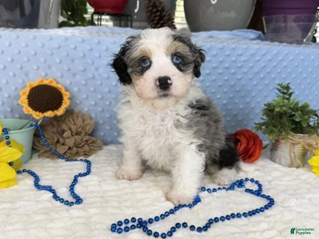 Aussiedoodle dogs for sale: Conley - Ad 1