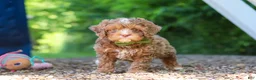 Cavapoo dogs for sale: Tipper - Ad 5