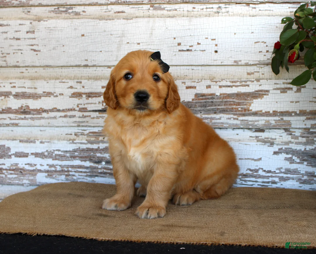 Golden Retriever dogs for sale: Haley - Ad 2