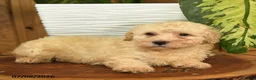 Miniature Poodle dogs for sale: Aden - Ad 4