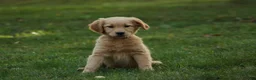 Golden Retriever dogs for sale: Meg Golden Retriever  - Ad 3