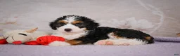Mini Bernedoodle dogs for sale: Bella - Ad 8
