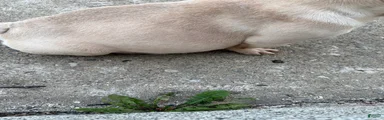 French Bulldog 3