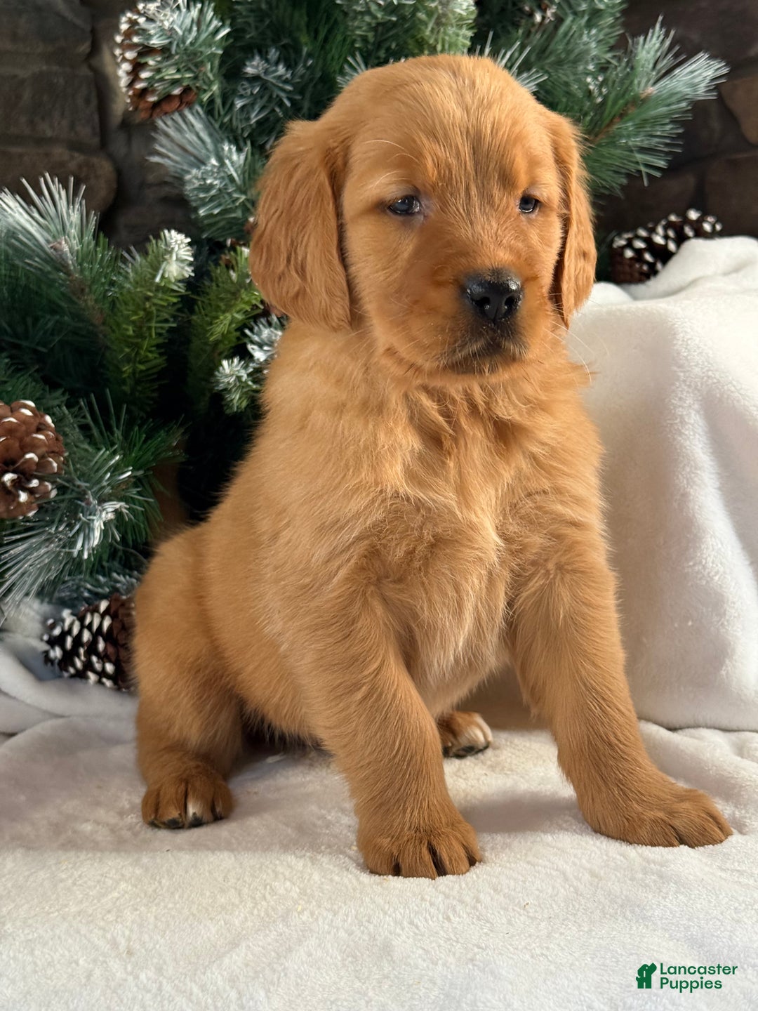 Golden Retriever dogs for sale: Kira - Ad 5