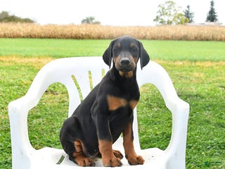 Doberman Pinscher dogs Rosie - Ad 32