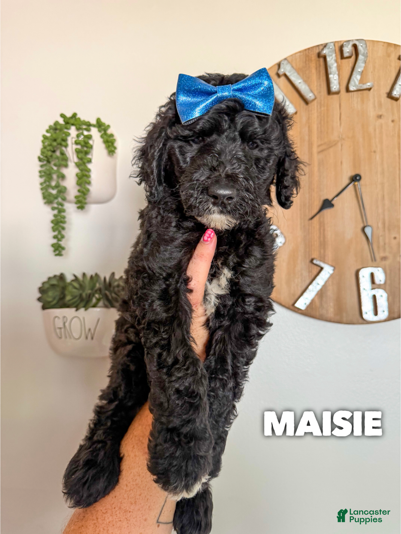 Goldendoodle dogs Maisie - F1b - Ad 1