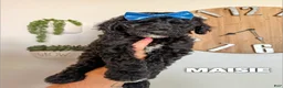 Goldendoodle dogs for sale: Maisie - F1b - Ad 1