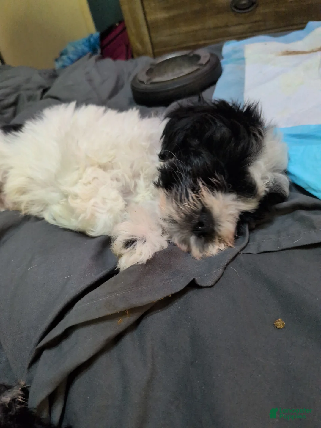 Maltipoo dogs for sale: Itsy - Ad 2