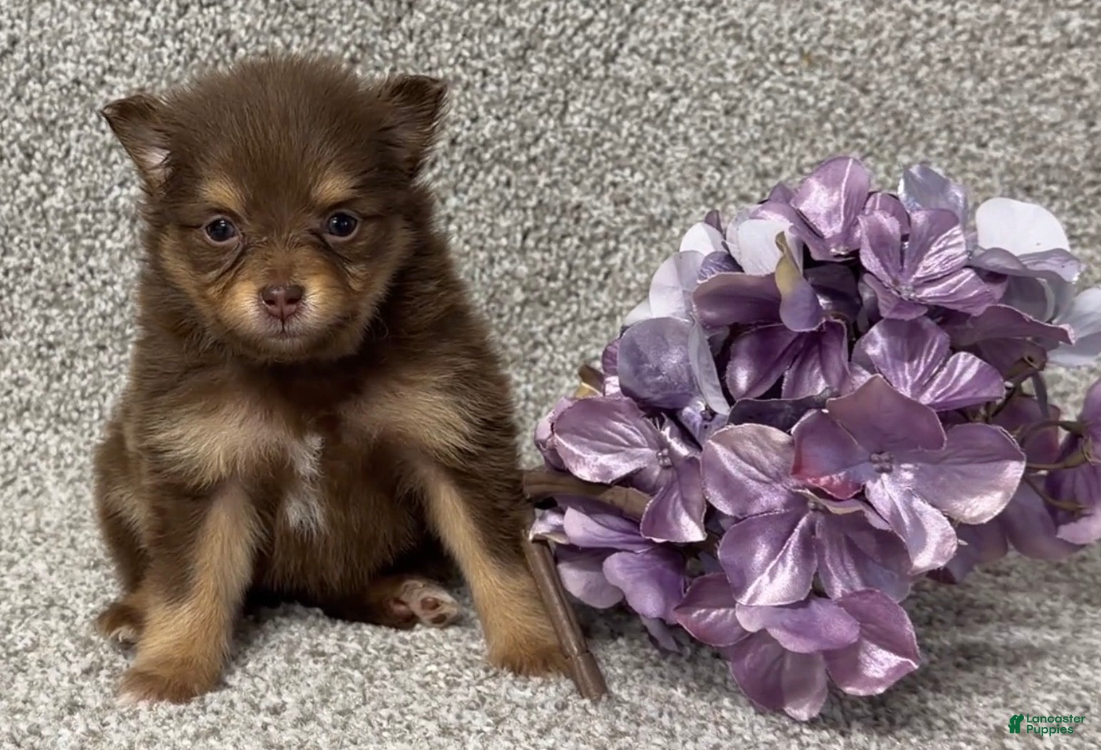 Pomeranian dogs Kendall - Ad 2