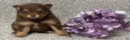 Pomeranian dogs for sale: Kendall - Ad 2