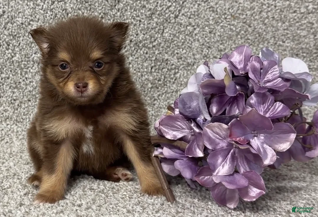 Pomeranian dogs for sale: Kendall - Ad 2