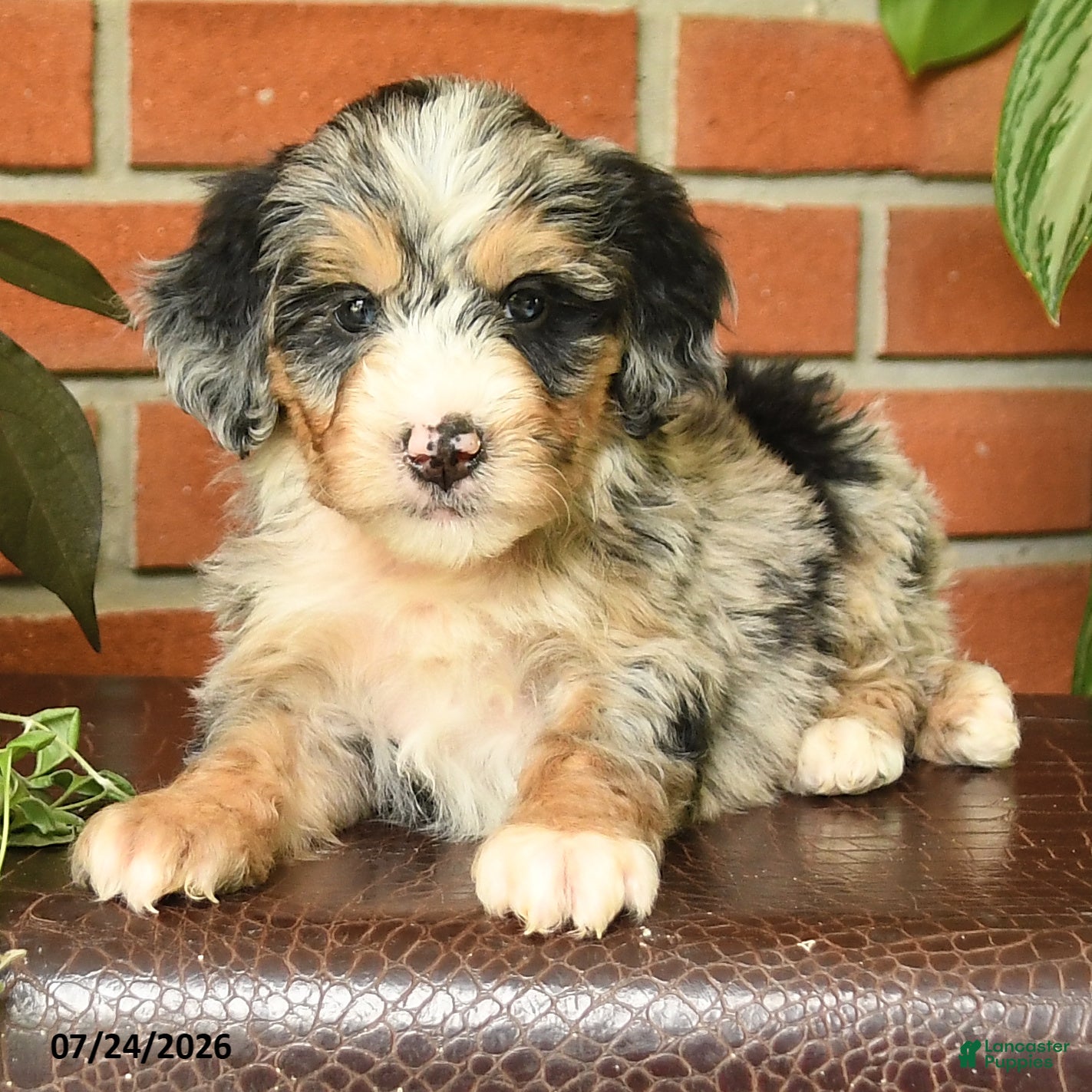Bernedoodle dogs Jumper - Ad 2