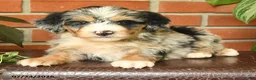Bernedoodle dogs for sale: Jumper - Ad 2