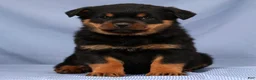 Rottweiler dogs for sale: Lucy - Ad 2