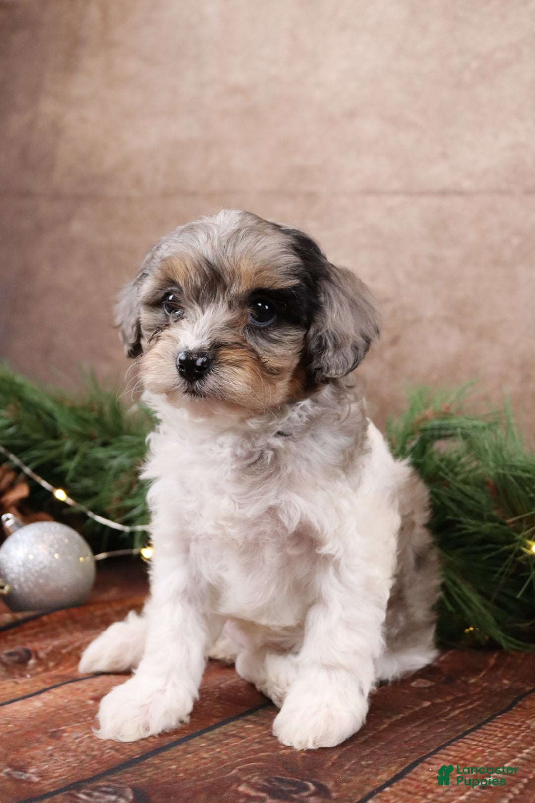 Cavapoo dogs for sale: Angel - Ad 6