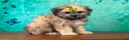 Teddy Bear dogs for sale: Dolly - Ad 2