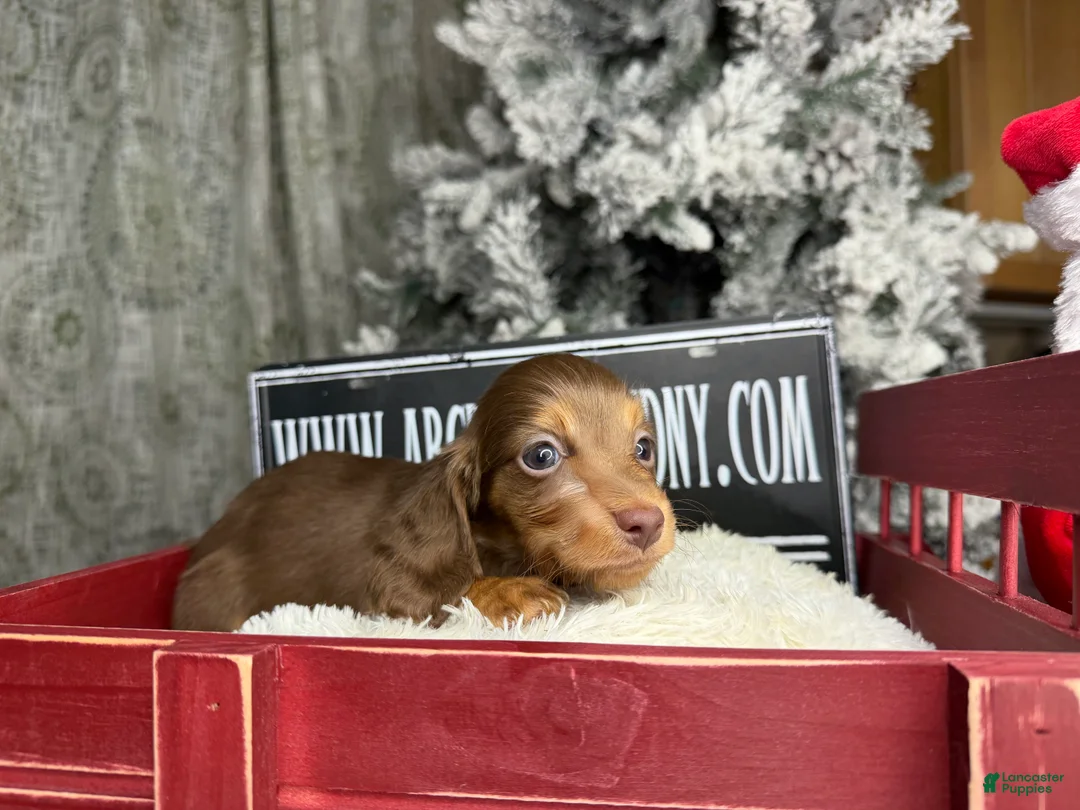 Miniature Dachshund dogs for sale: Ready Christmas eve - Ad 9