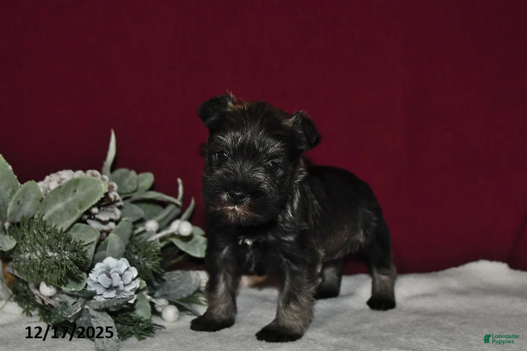 Miniature Schnauzer dogs for sale: Princess  - Ad 2